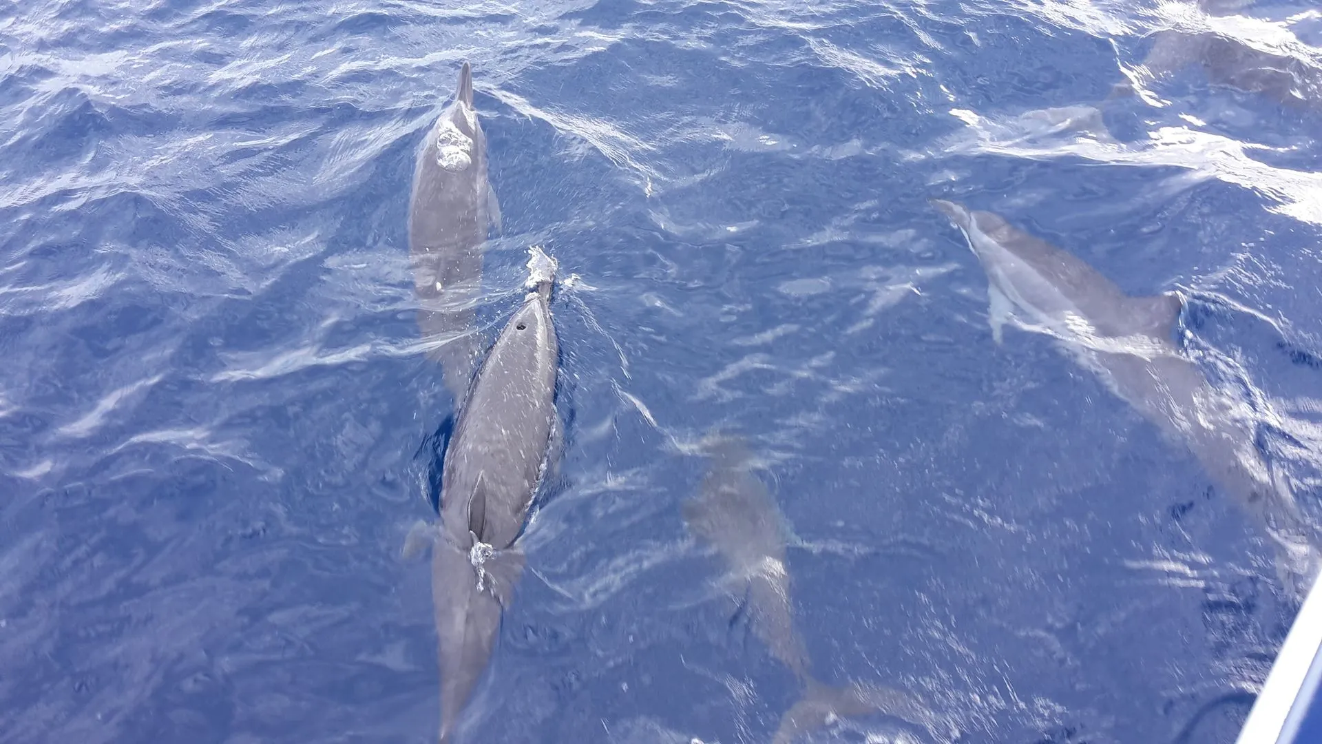 Sailing with Blue Bay Bonaire along the coast